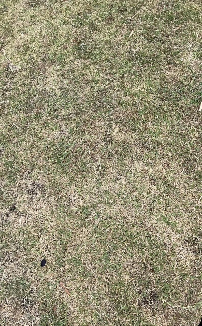 Terreno con pasto seco antes del trabajo