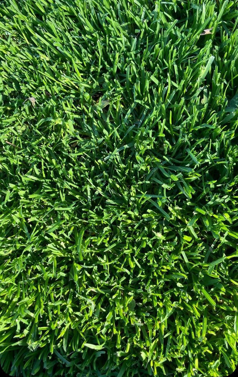 El mismo terreno con césped verde y tupido