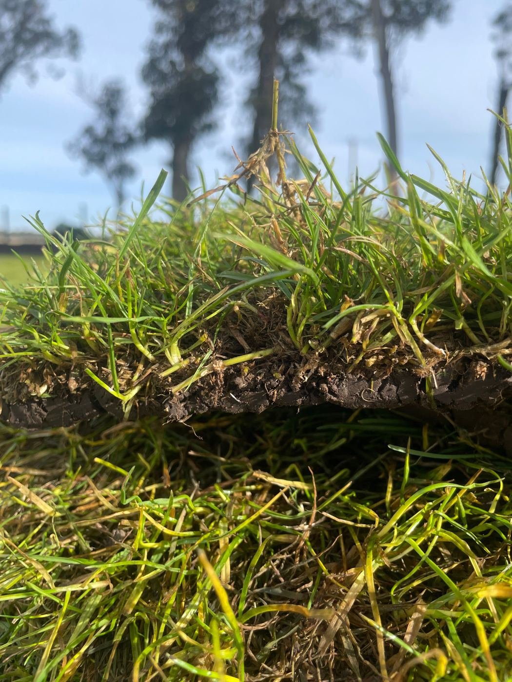 Primer plano de un pan de césped natural con su capa de tierra